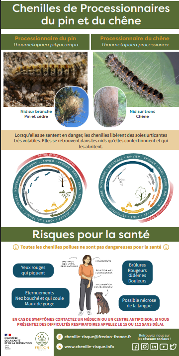 CHENILLE PROCESSIONNAIRE 3